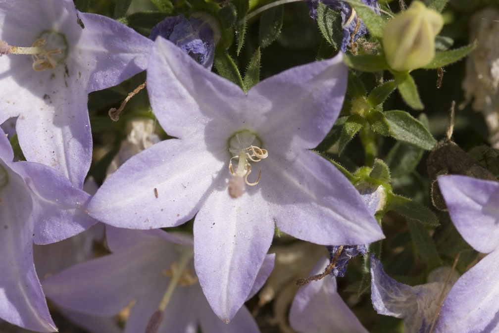 Campanula isophylla / Campanula di Capo Noli